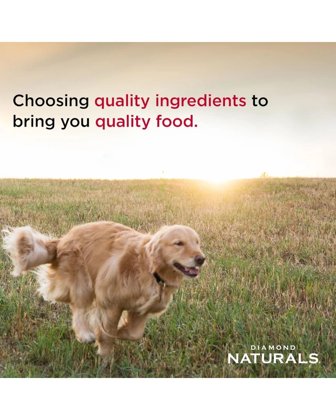 Diamond Naturals Senior Dog 8 kg